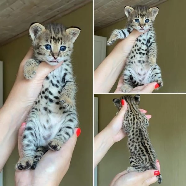 *Cuccioli esotici Savannah F1 in vendita!*