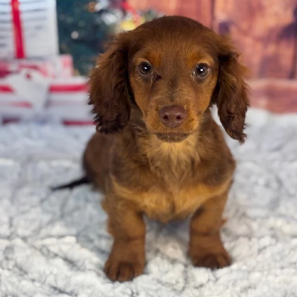 Regalo Bassotto nana (cuccioli maschio e femmina