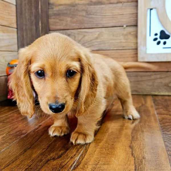 Regalo Bassotto nana (cuccioli maschio e femmina | Foto 0