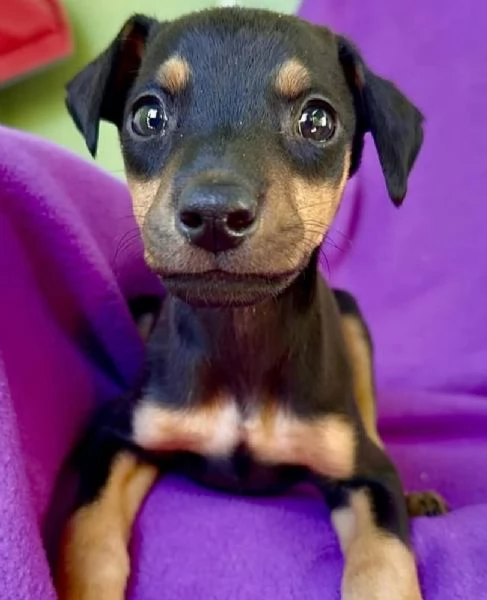 Pinchers (cuccioli maschio e femmina) | Foto 0