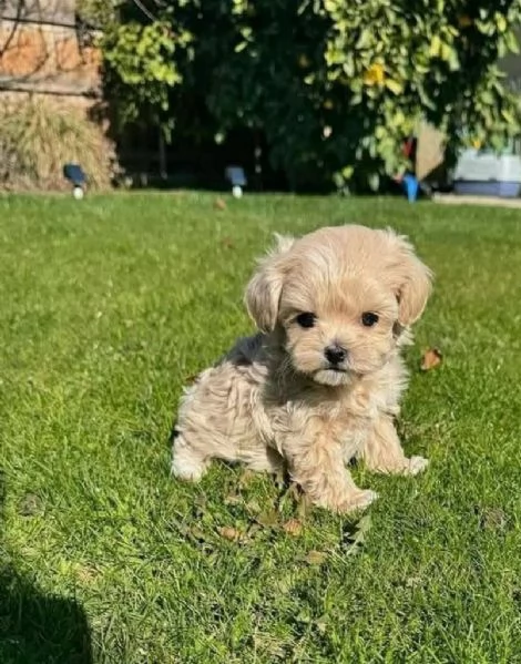 Maltipoo (cuccioli maschio e femmina) | Foto 2