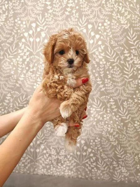 Maltipoo (cuccioli maschio e femmina) | Foto 1