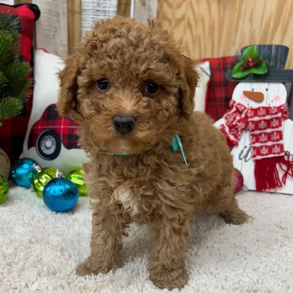Regalo Barboncino (cuccioli maschio e femmina)