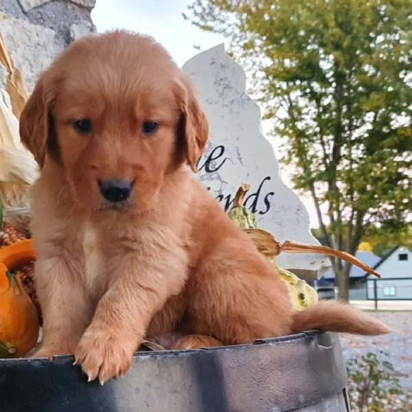 Golden Retriever (cuccioli maschio e femmina)