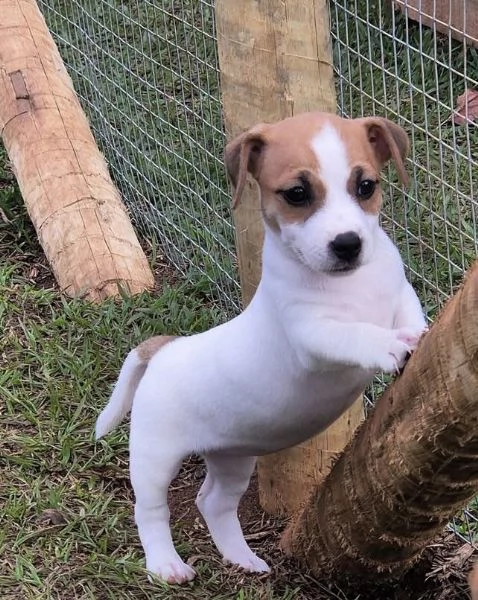 Jack Russell (cuccioli maschio e femmina)