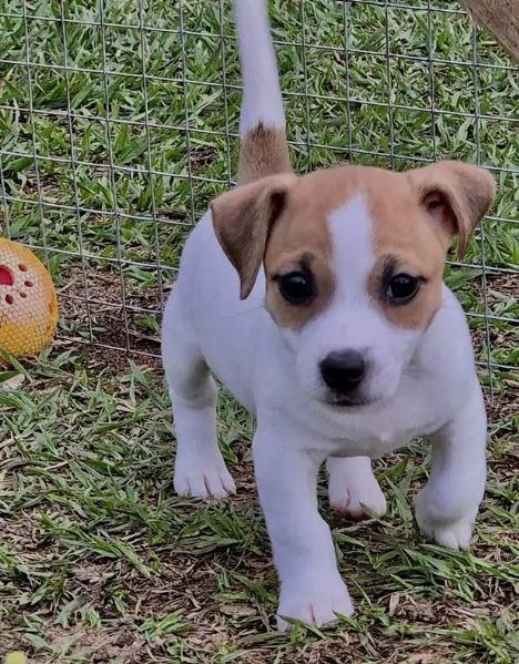 Jack Russell (cuccioli maschio e femmina) | Foto 0