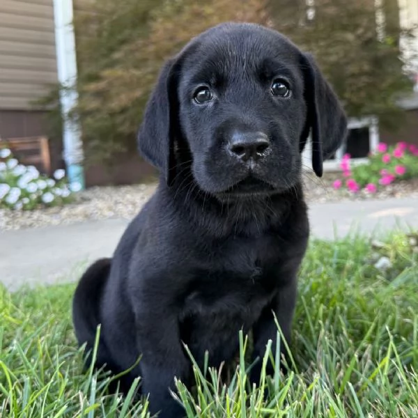 Labrador (cuccioli maschio e femmina) | Foto 0