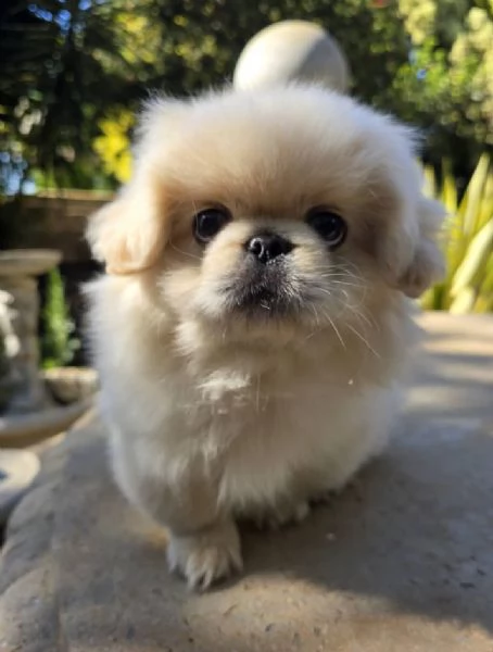 Pechinese (cuccioli maschio e femmina)