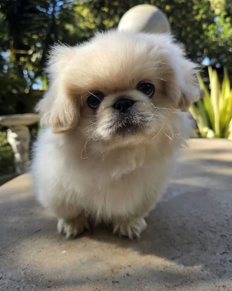 Pechinese (cuccioli maschio e femmina) | Foto 1