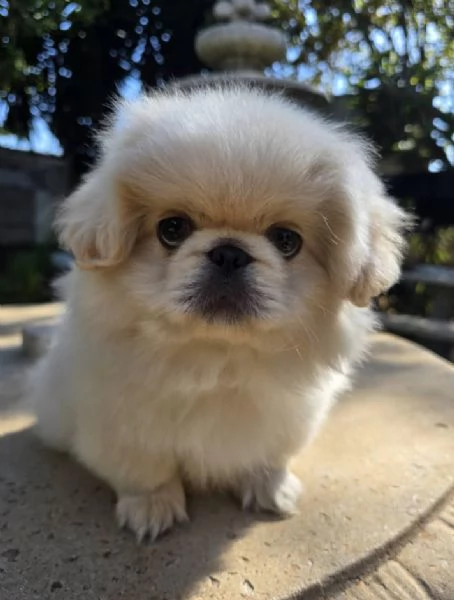 Pechinese (cuccioli maschio e femmina) | Foto 0