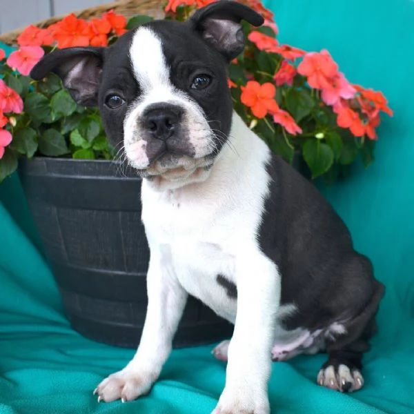 Regalo Boston terrier (cuccioli maschio e femmina) | Foto 1