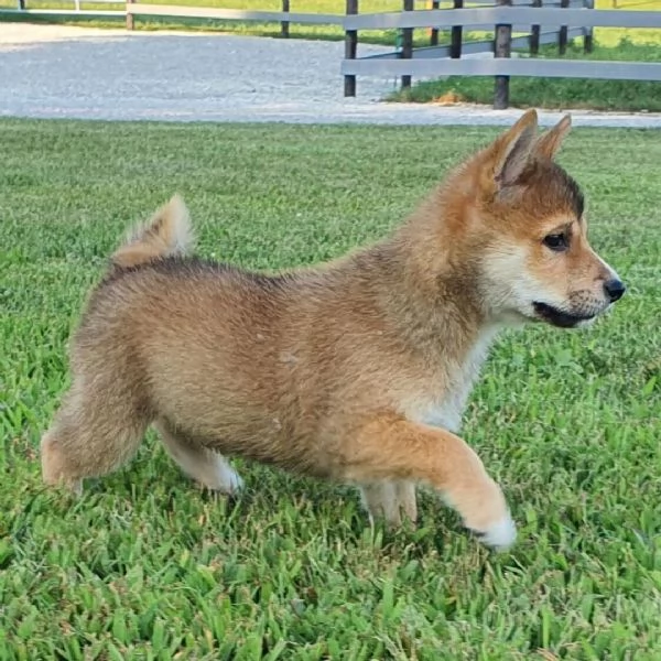 Shiba Inu (cuccioli maschio e femmina) | Foto 0