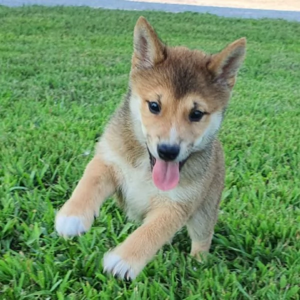 Shiba Inu (cuccioli maschio e femmina)