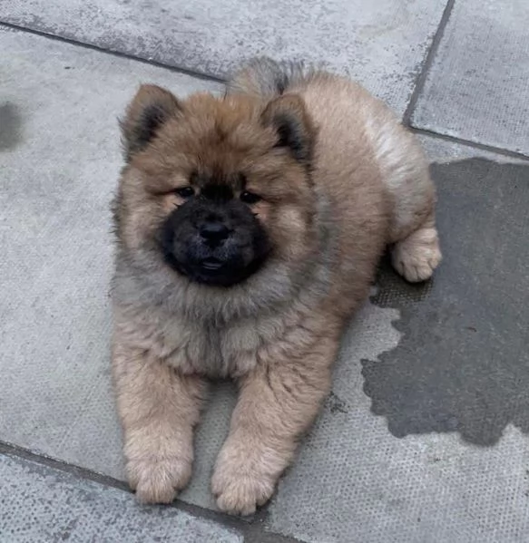 Chow Chow (cuccioli maschio e femmina) | Foto 0