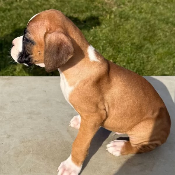 Boxer (cuccioli maschio e femmina) | Foto 0
