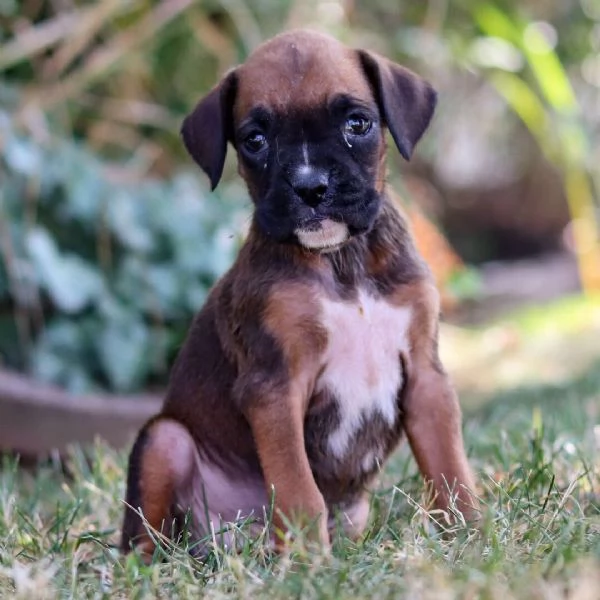 Boxer (cuccioli maschio e femmina)