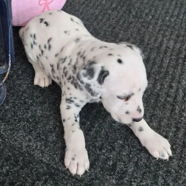 Dalmata (cuccioli maschio e femmina)