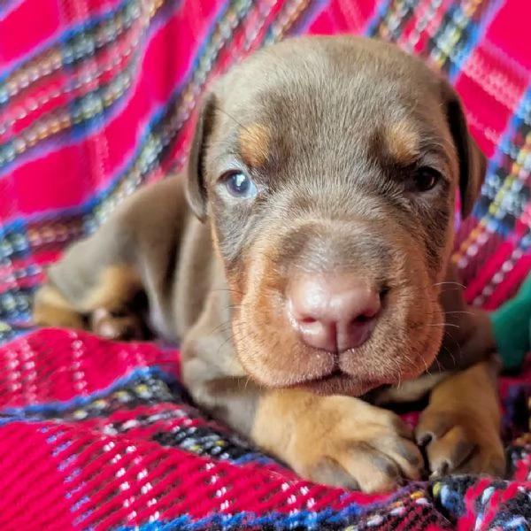 Dobermann (cuccioli maschio e femmina) | Foto 1