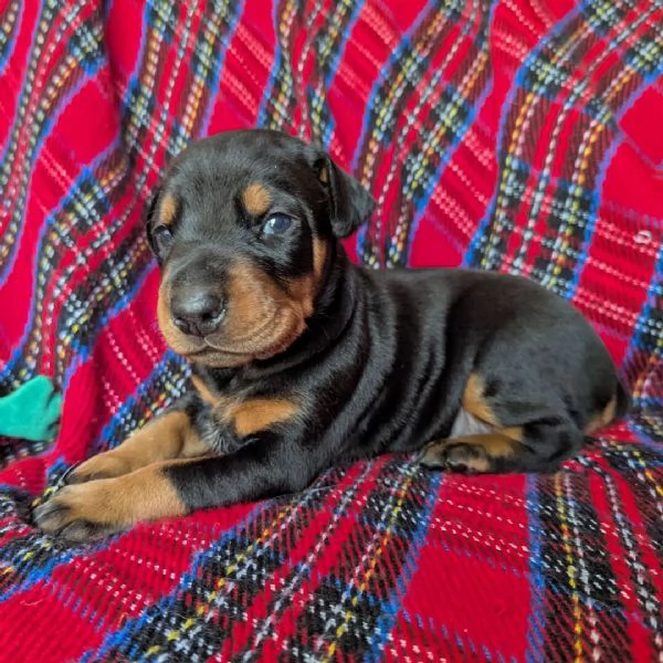 Dobermann (cuccioli maschio e femmina) | Foto 0
