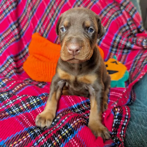 Dobermann (cuccioli maschio e femmina)