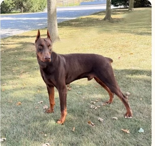 Regalo Dobermann (cuccioli maschio e femmina)