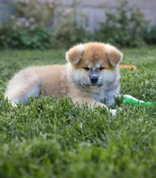 Akita inu (cuccioli maschio e femmina) | Foto 0