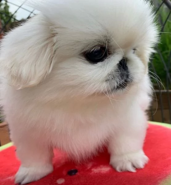 Pechinese (cuccioli maschio e femmina)