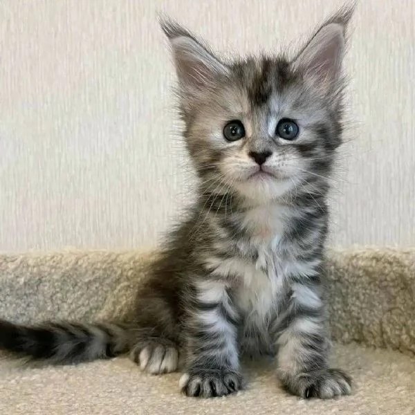 Gattini Maine Coon-Amorevoli e Giocherelloni! | Foto 0