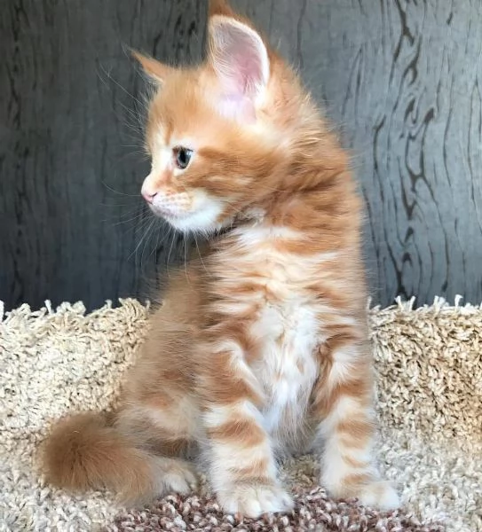 Maine Coon cuccioli pedigree