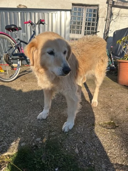 due cani anziani