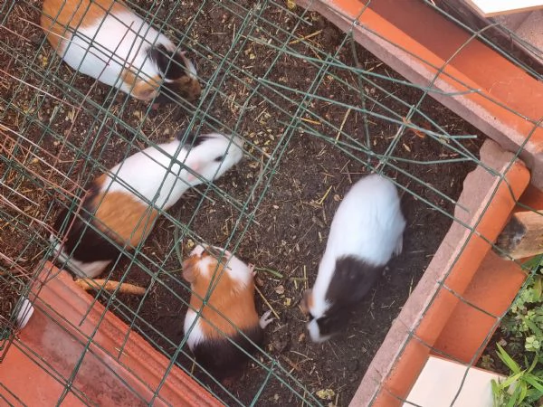 Porcellini D'india  | Foto 6