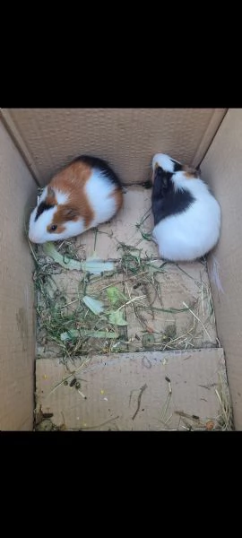 Porcellini D'india  | Foto 5