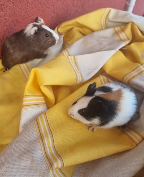 Porcellini D'india  | Foto 2