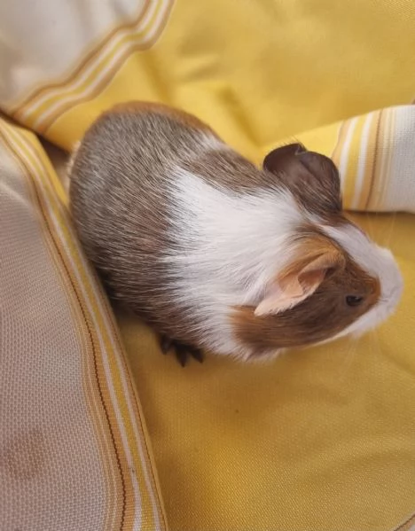 Porcellini D'india  | Foto 1