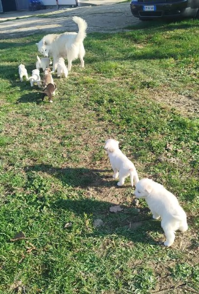 Cuccioli Samoiedo | Foto 0