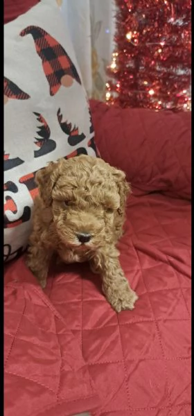 Barboncini toy | Foto 1