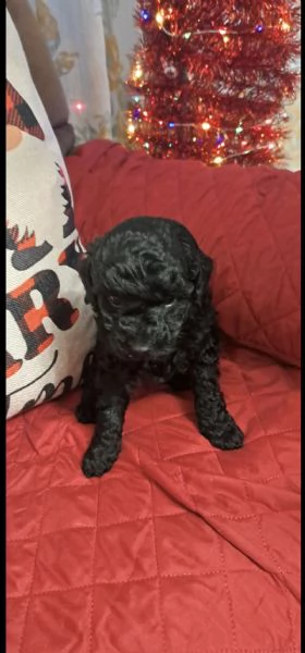 Barboncini toy | Foto 0