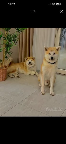 Akita  | Foto 4