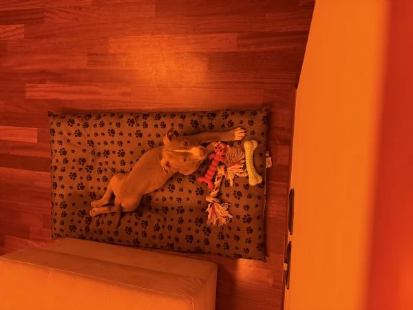 pitbull american terrier | Foto 1