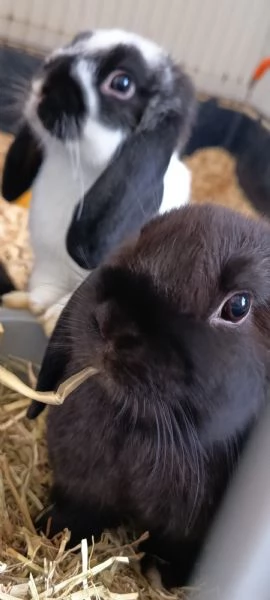Cuccioli coniglio ariete nano  | Foto 4