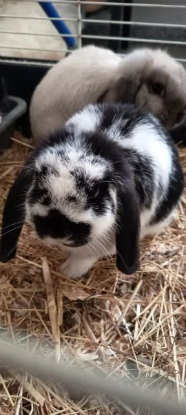 Cuccioli coniglio ariete nano  | Foto 2