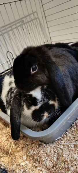 Cuccioli coniglio ariete nano  | Foto 1