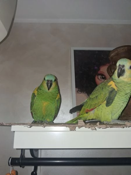 Amazzoni fronte azzurra 