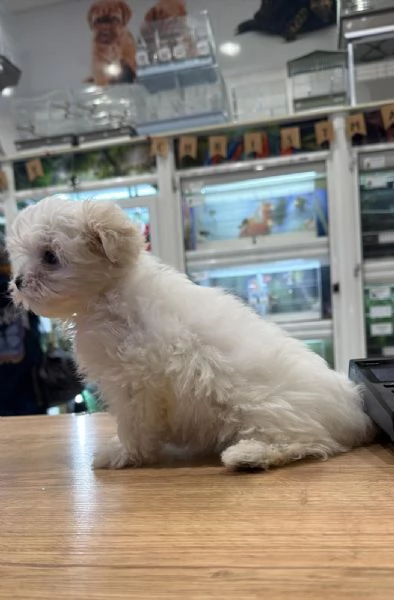 Vendo cane maltese originale 3 mesi
