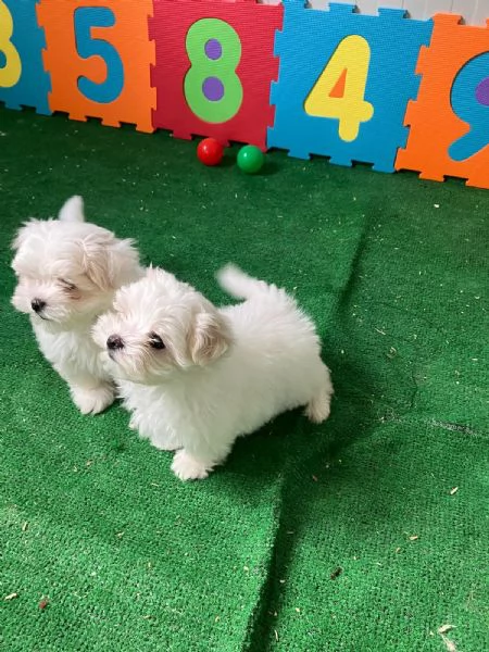Vendo cane maltese originale 3 mesi | Foto 0
