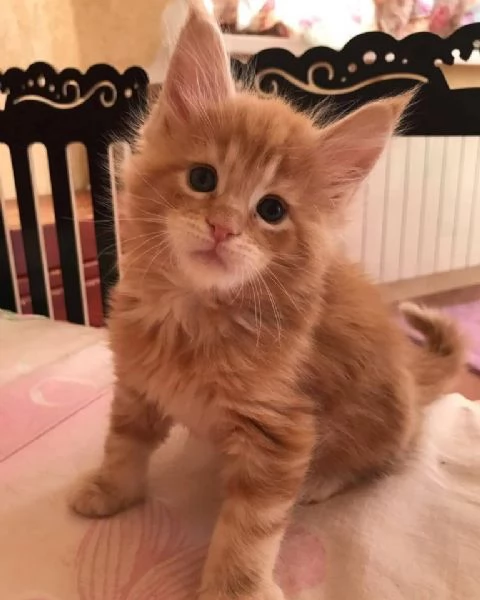 Maine coon cuccioli | Foto 0