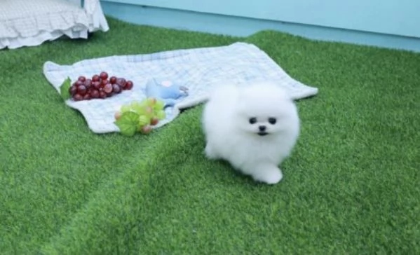 Bellissimo e divertente cucciolo di Pomerania | Foto 2