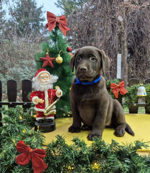 Cuccioli di Labrador Retriever cioccolato | Foto 2