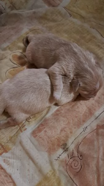 CUCCIOLI MASCHI DI GOLDEN RETRIEVER COLOR MIELE | Foto 1