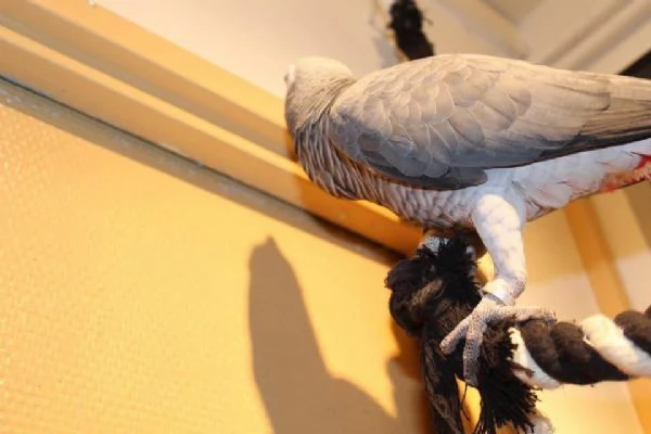 Magnifico pappagallo cenerino africano